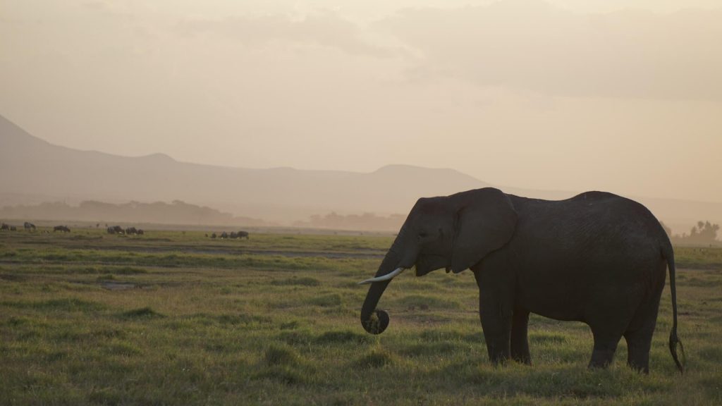 A lone elephant, a symbol of strength and grace.