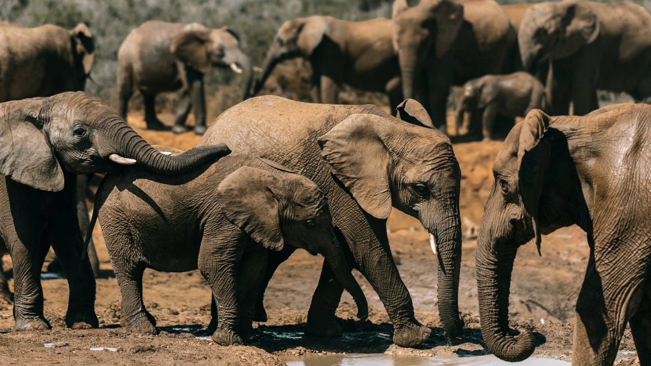 Elephant Behavior & Their Social Structure