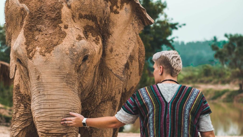 An individual and an elephant sharing a moment at an elephant sanctuary, highlighting the importance of conservation and care for these magnificent creatures.