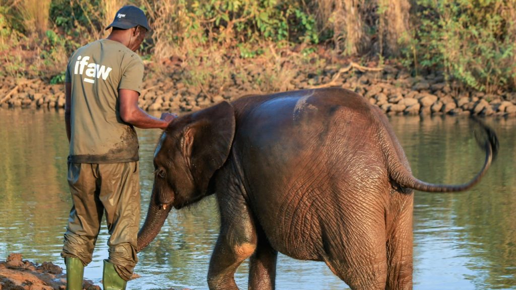 Protecting Elephants: Actions and Initiatives